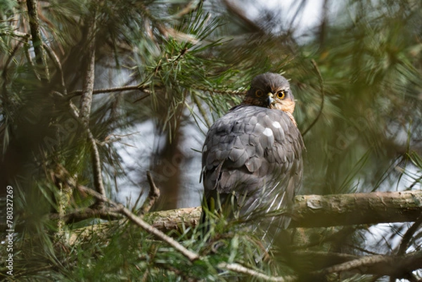 Obraz Sparrow hawk