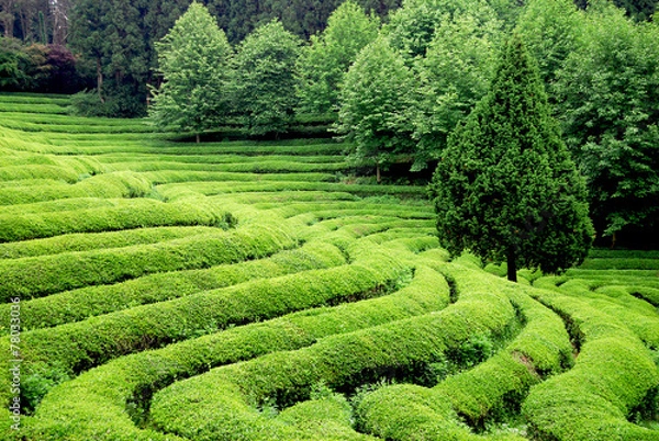 Obraz Tea plantation