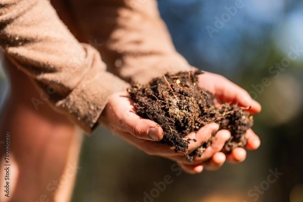 Fototapeta agronomist on a farm practicing agronomy holding soil, doing soil tests in her home laboratory. Looking at soil life and health
