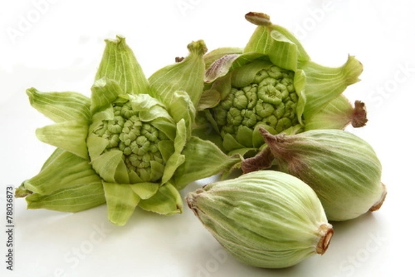 Fototapeta ふきのとう　山菜