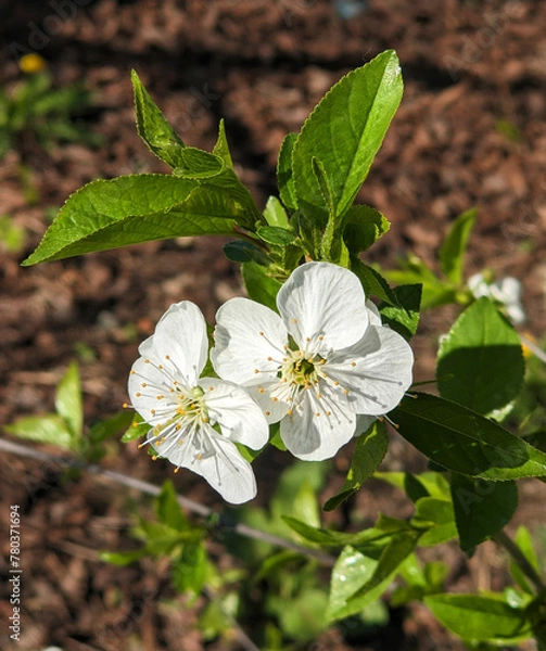Obraz cherry blossom in the sun