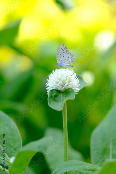 Obraz 千日紅にシジミチョウ