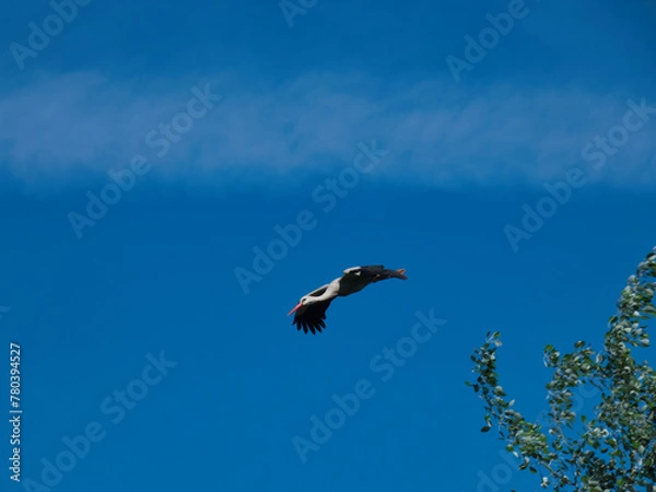 Obraz white stork, Ciconia ciconia, bird, nature, animal, wildlife, sp