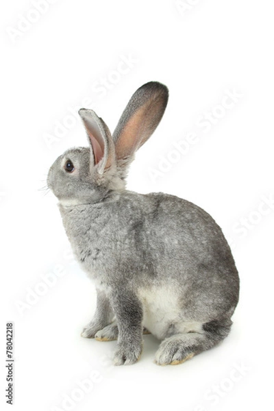 Obraz gray rabbit