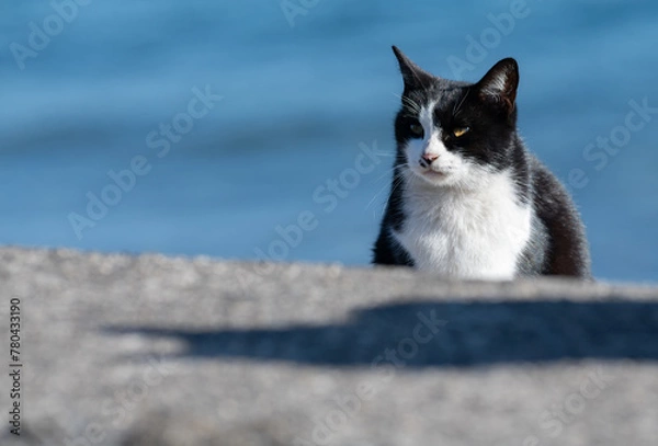 Fototapeta 見つめる猫