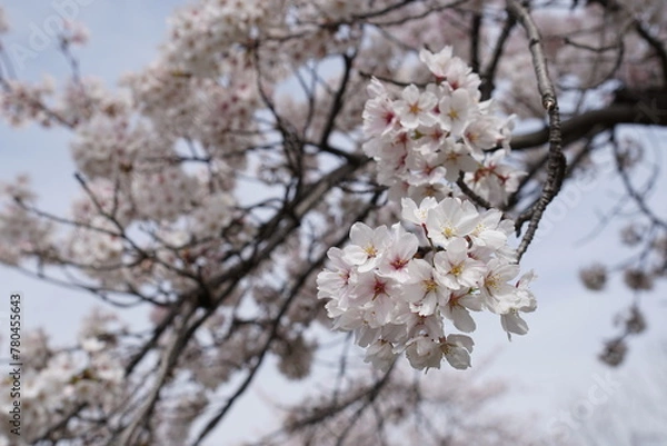 Obraz ソメイヨシノ