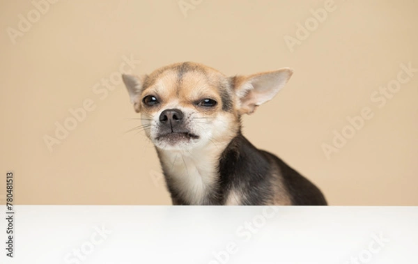Fototapeta Young Chihuahua Dog on a beige background pulling a funny evil face - studio portrait