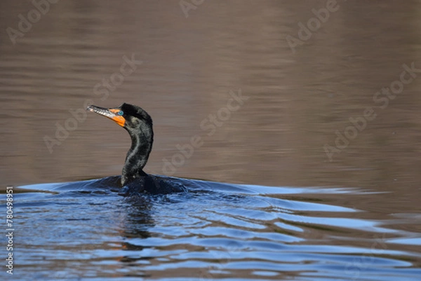 Fototapeta Marais Kingsbury Éclipse 8 Avril 2024