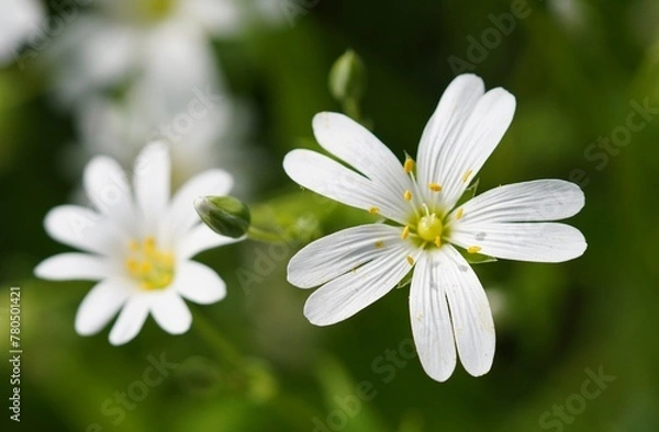 Obraz white daisy flower