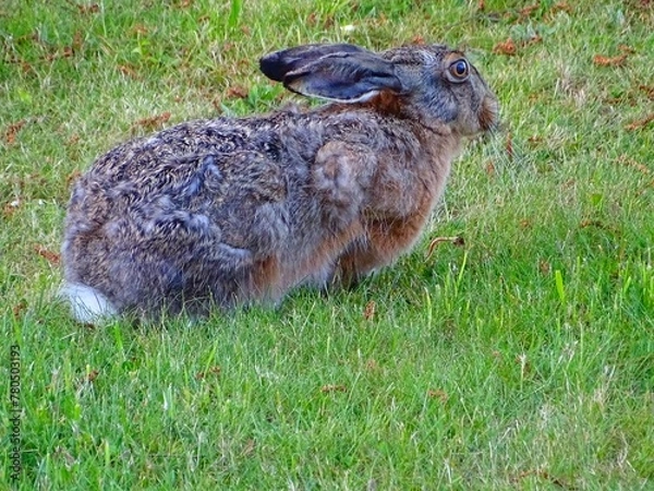 Fototapeta rabbit in the grass