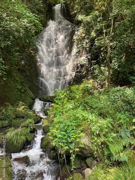 Obraz waterfall in the forest