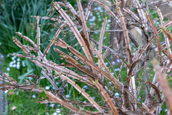 Obraz 枝に翼がついたニシキギの新葉
