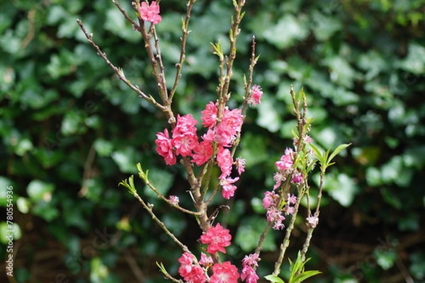 Fototapeta pink blossoms of a peach tree
