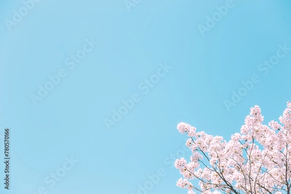Fototapeta 青空の下満開に咲いた桜の花