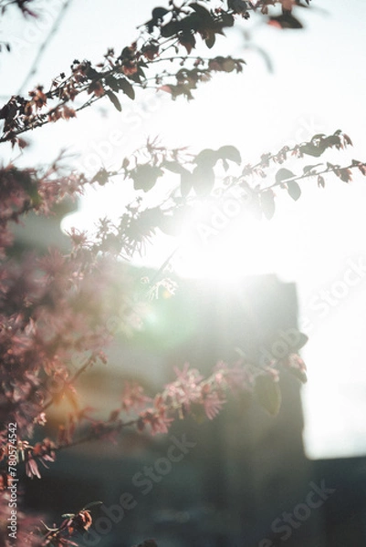 Obraz 逆光に透けるピンクの花をフィルムライクにふんわり撮影した春の花写真