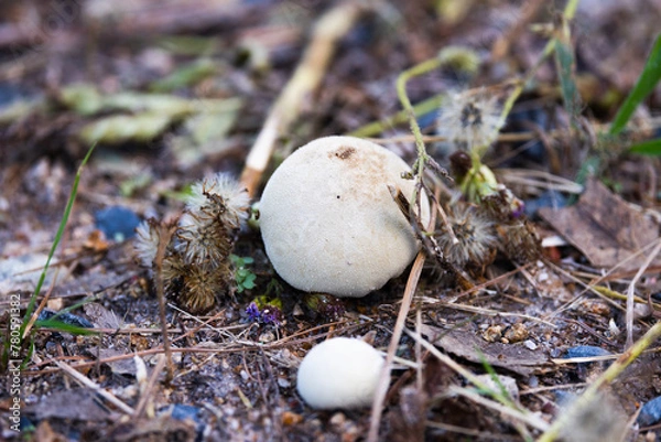 Obraz Mushroom in the grass