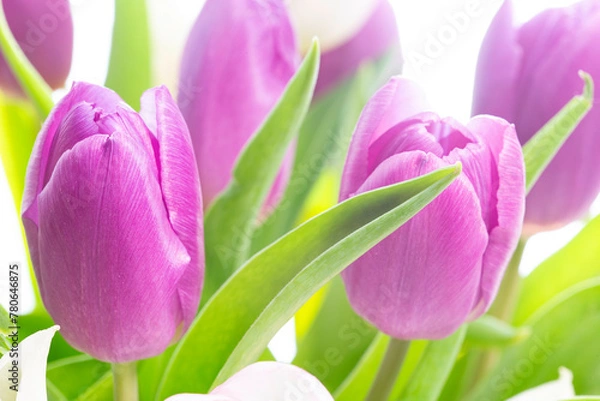 Obraz Tulpen Strauss