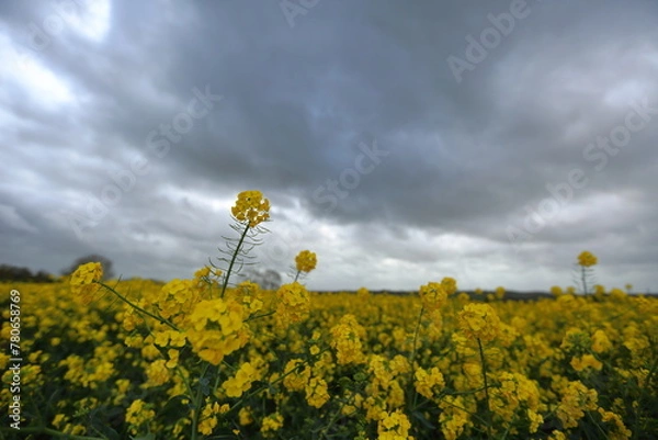 Obraz Oil seed rape fields UK with stormy skies