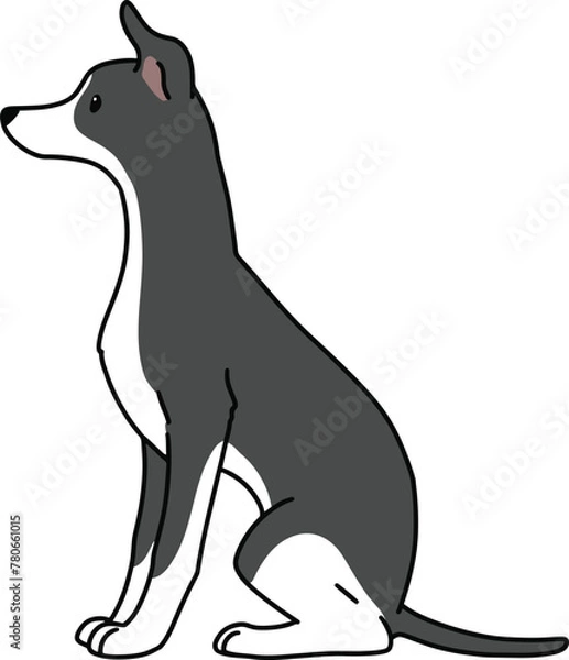 Fototapeta Simple and adorable illustration of Italian Greyhound sitting in side view