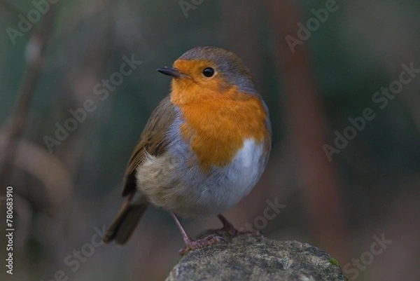 Fototapeta Robin looking to the side