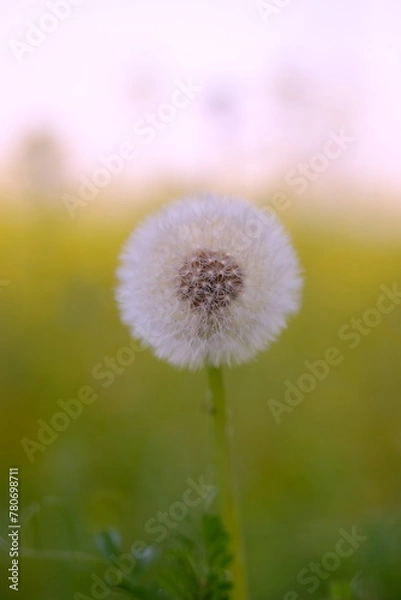 Obraz タンポポ、綿毛、黄色い花、蒲公英、風に飛ぶ