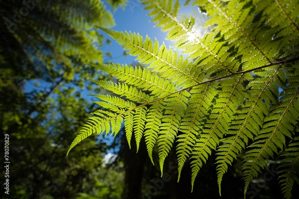 Fototapeta Nowozelandzka paproć