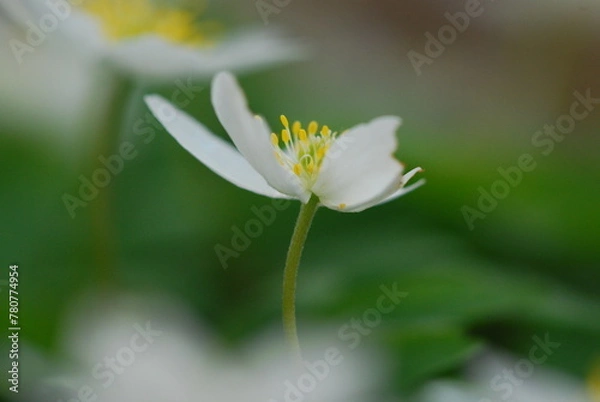 Fototapeta spring in the forest