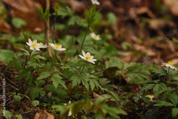Fototapeta spring in the forest
