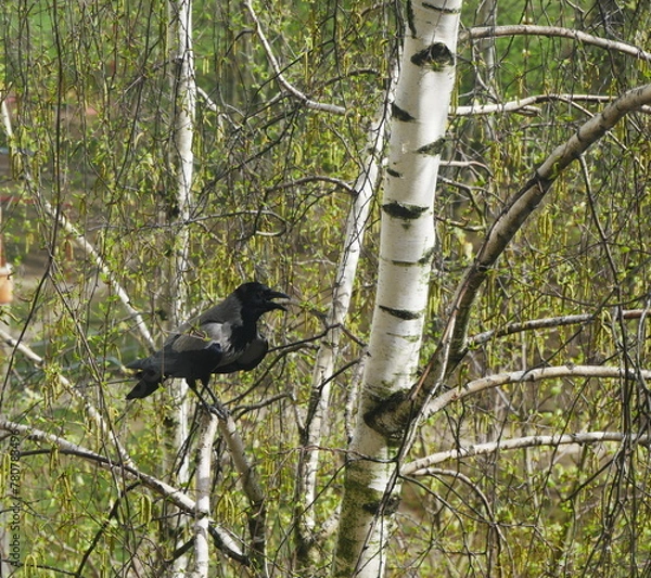 Fototapeta A crow sits on a birch tree..