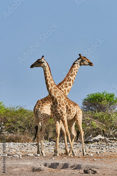 Fototapeta Two giraffes