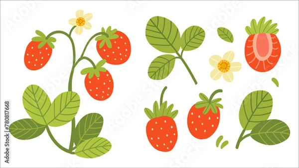Obraz Set of ripe strawberries and pieces of fruit. Vector illustration isolated on white background.