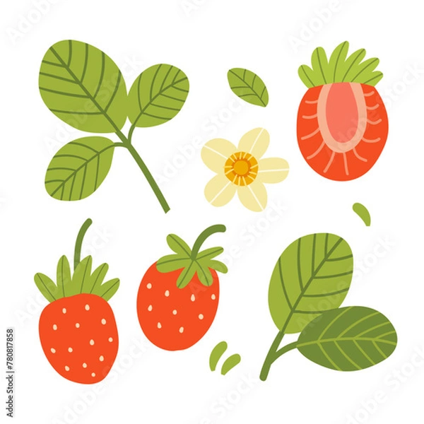 Obraz Vector illustration of a set of ripe strawberries, pieces. fruit slices and leaves. Fruit illustration in flat style isolated on white background.