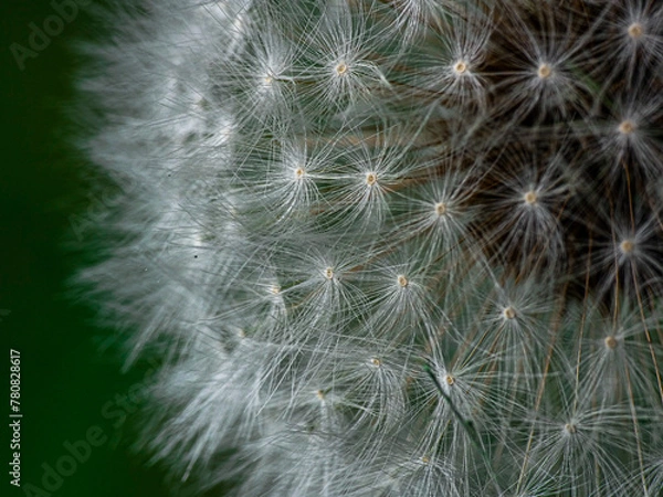 Fototapeta dandelion seed head