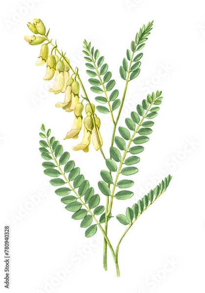Obraz Mongolian milkvetch or Astragalus mongholicus AKA Astragalus membranaceus hand drawn pencil botanical illustration isolated on white with clipping path