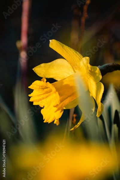 Fototapeta yellow daffodil flower