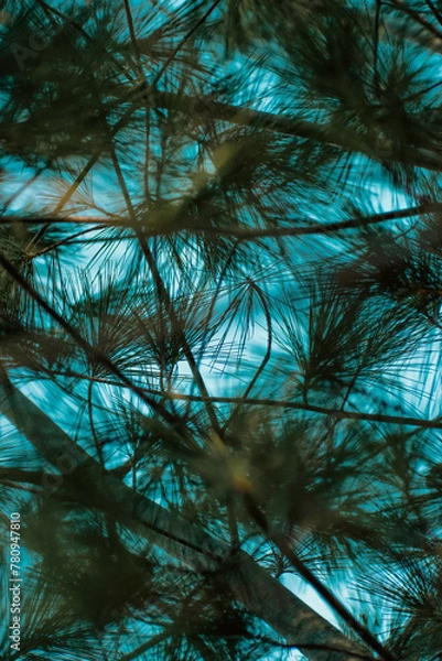 Fototapeta sky and pine trees