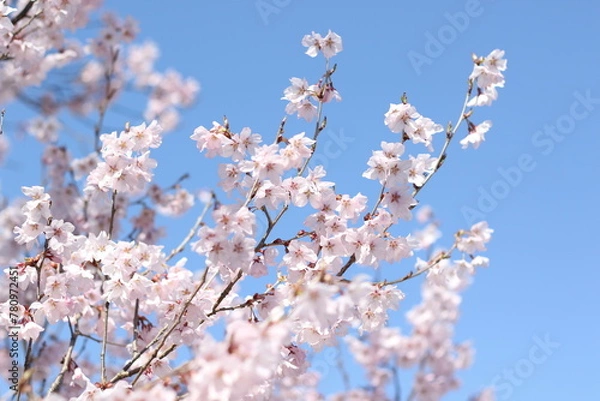 Obraz 桜と青空