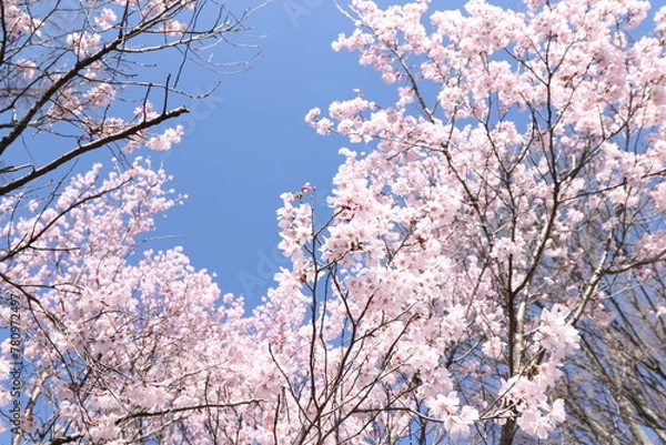 Obraz 桜と青空
