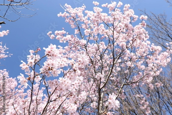Fototapeta 桜と青空