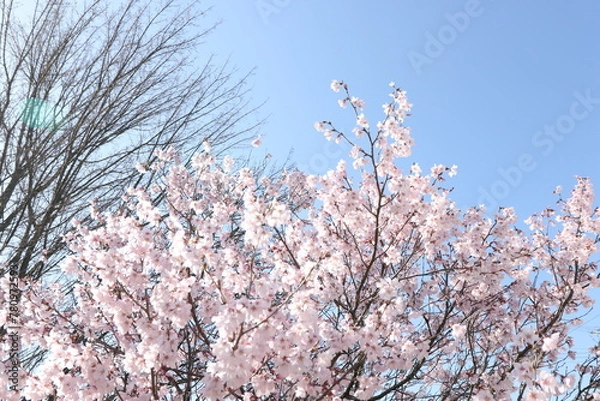 Obraz 桜と青空