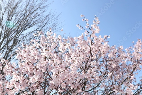 Obraz 桜と青空