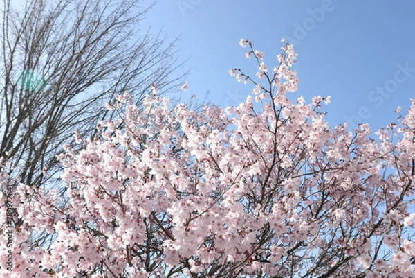 Fototapeta 桜と青空