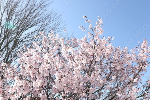 Obraz 桜と青空