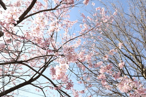 Fototapeta 桜と青空