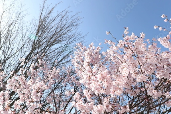 Fototapeta 桜と青空