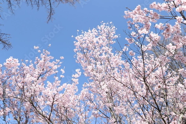 Obraz 桜と青空