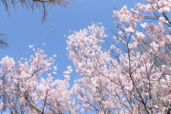 Obraz 桜と青空