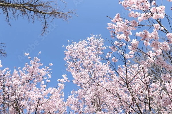 Obraz 桜と青空