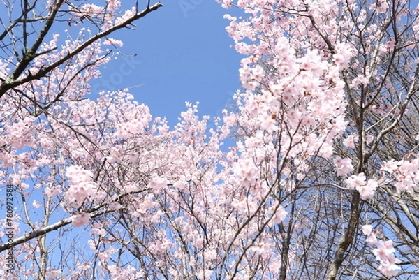 Fototapeta 桜と青空