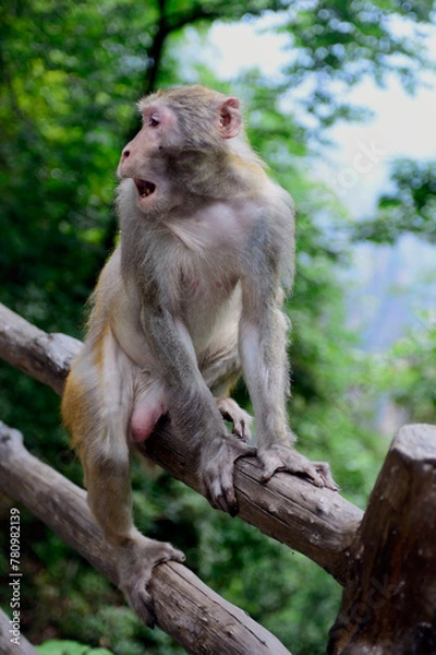 Fototapeta An aroused male macaque monkey looks over his shoulder while sitting on a fence in Zhangjiajie National Forest Park.